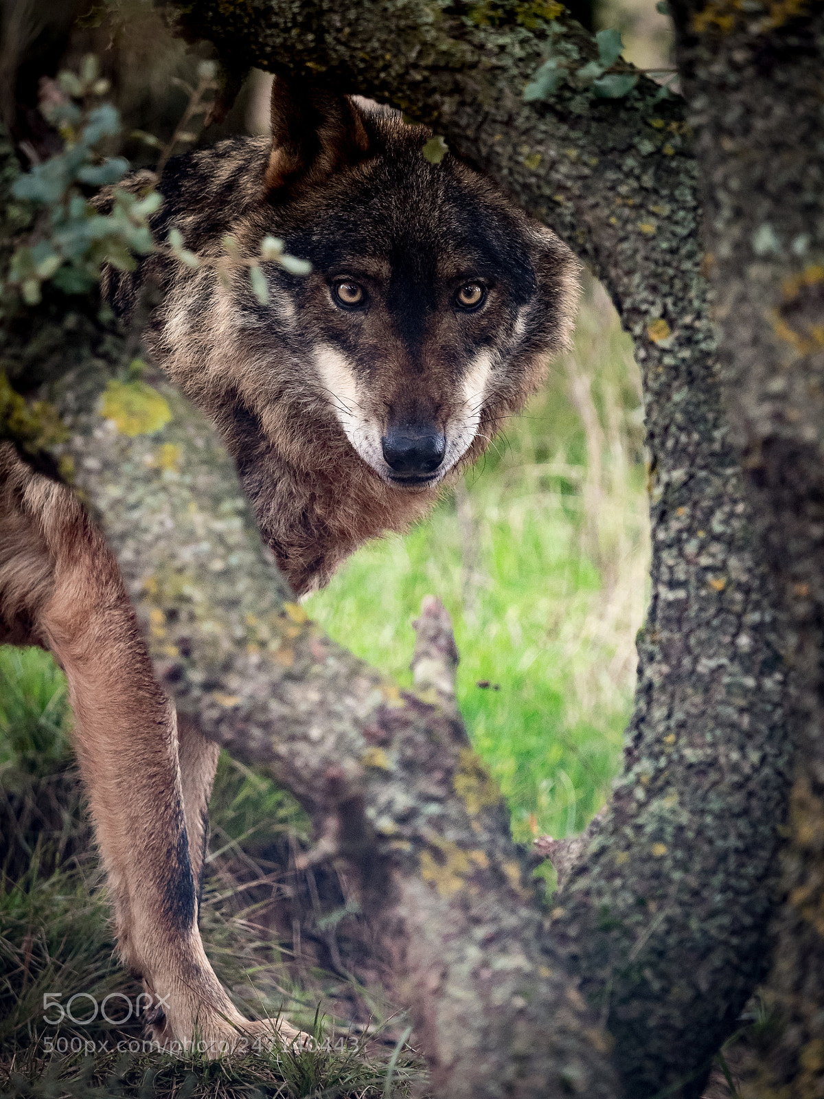 Olympus OM-D E-M5 II sample photo. Iberian wolf canis lupus photography