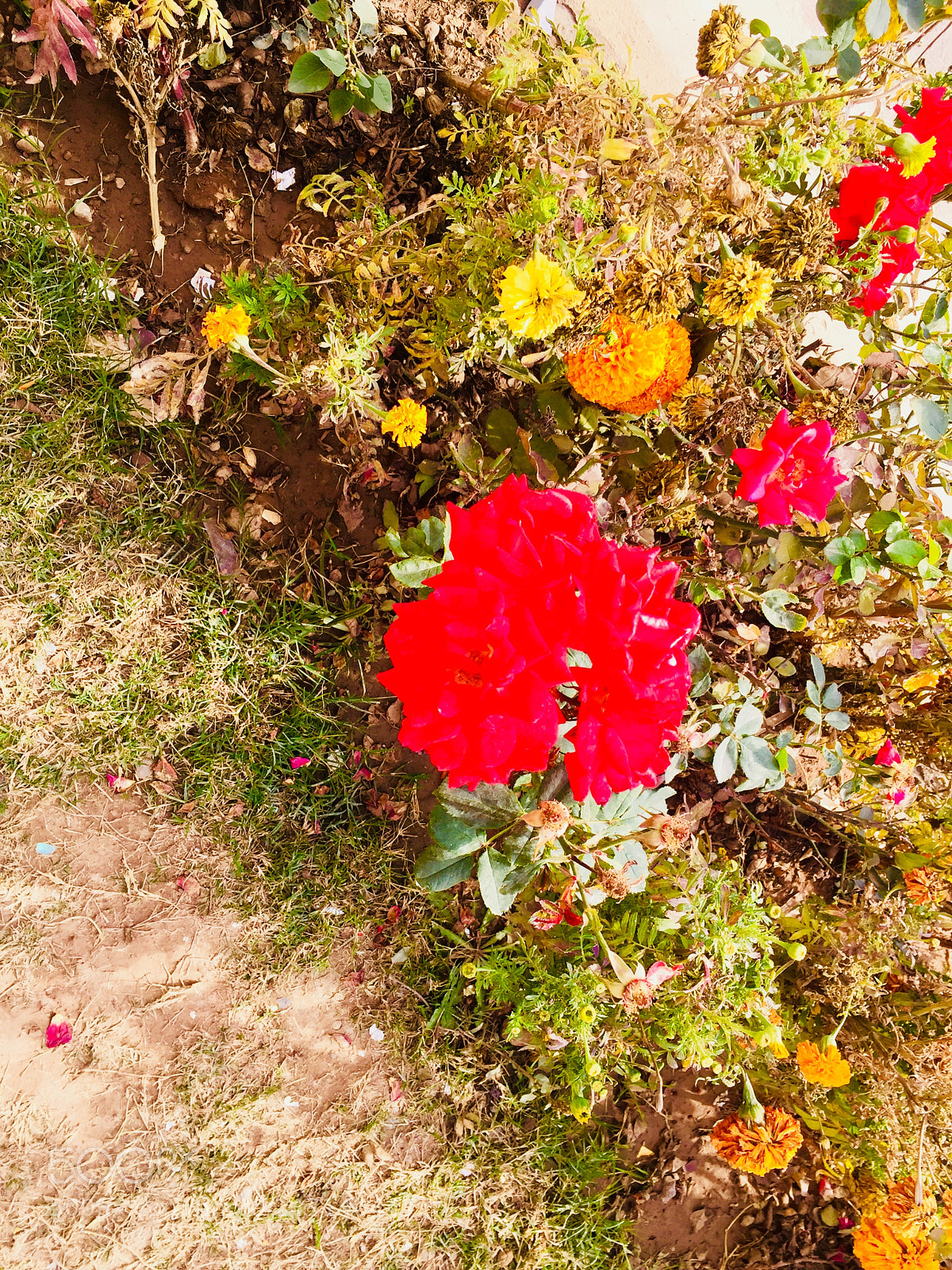 Apple iPhone 6 sample photo. Untitled photography