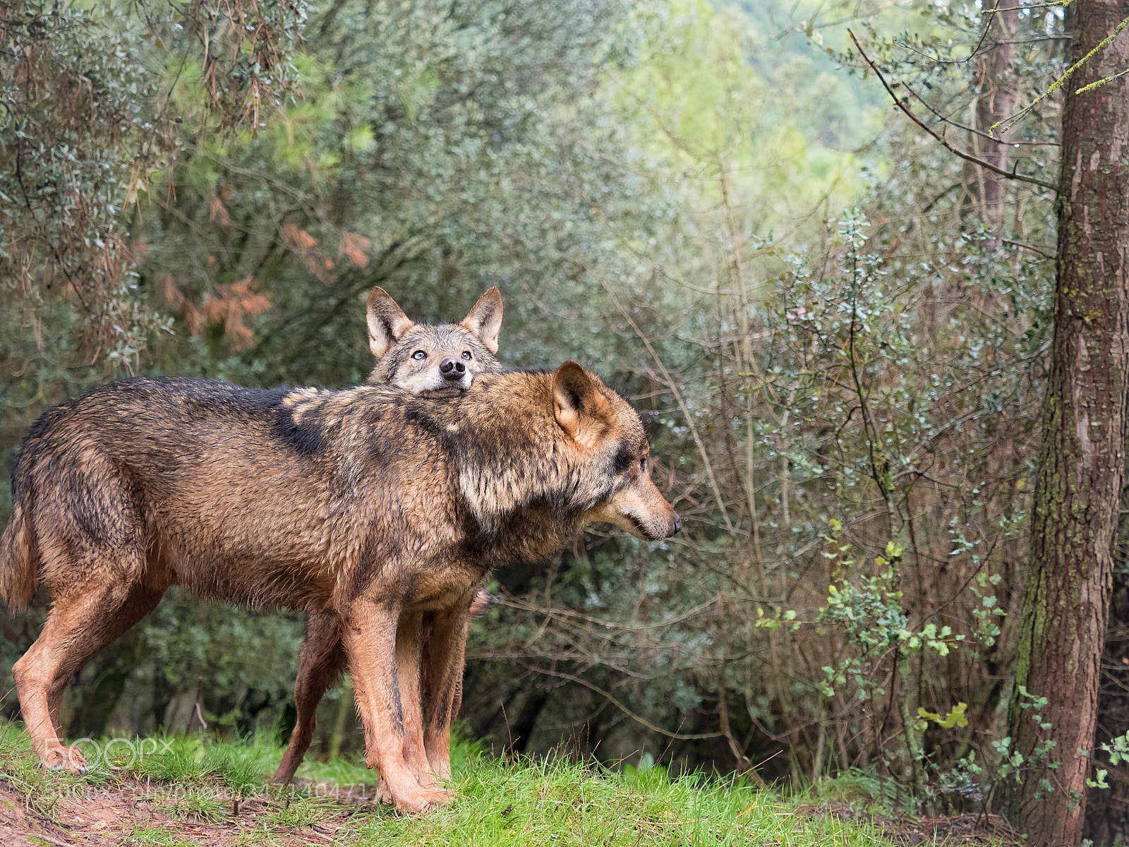 Olympus PEN E-PL7 sample photo. Tender couple of iberian photography