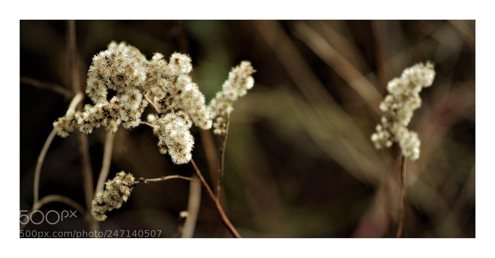 Nikon D5100 sample photo. Soft eye-catcher photography