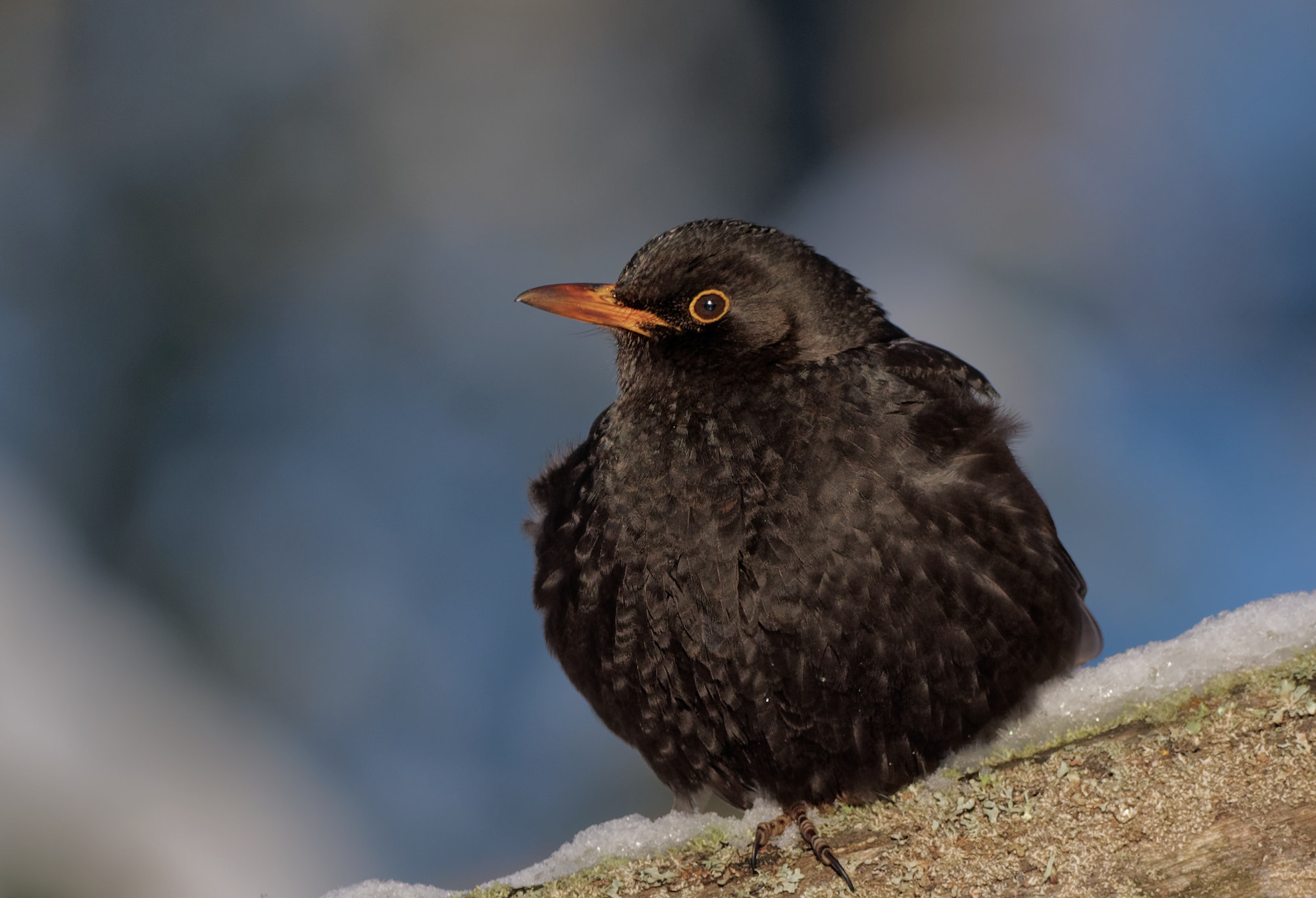 Nikon D5600 + Sigma 150-600mm F5-6.3 DG OS HSM | C sample photo. Common blackbird (turdus merula) photography