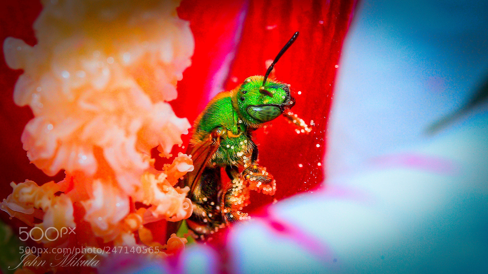 Canon EOS 5D sample photo. Pollen delight . green photography