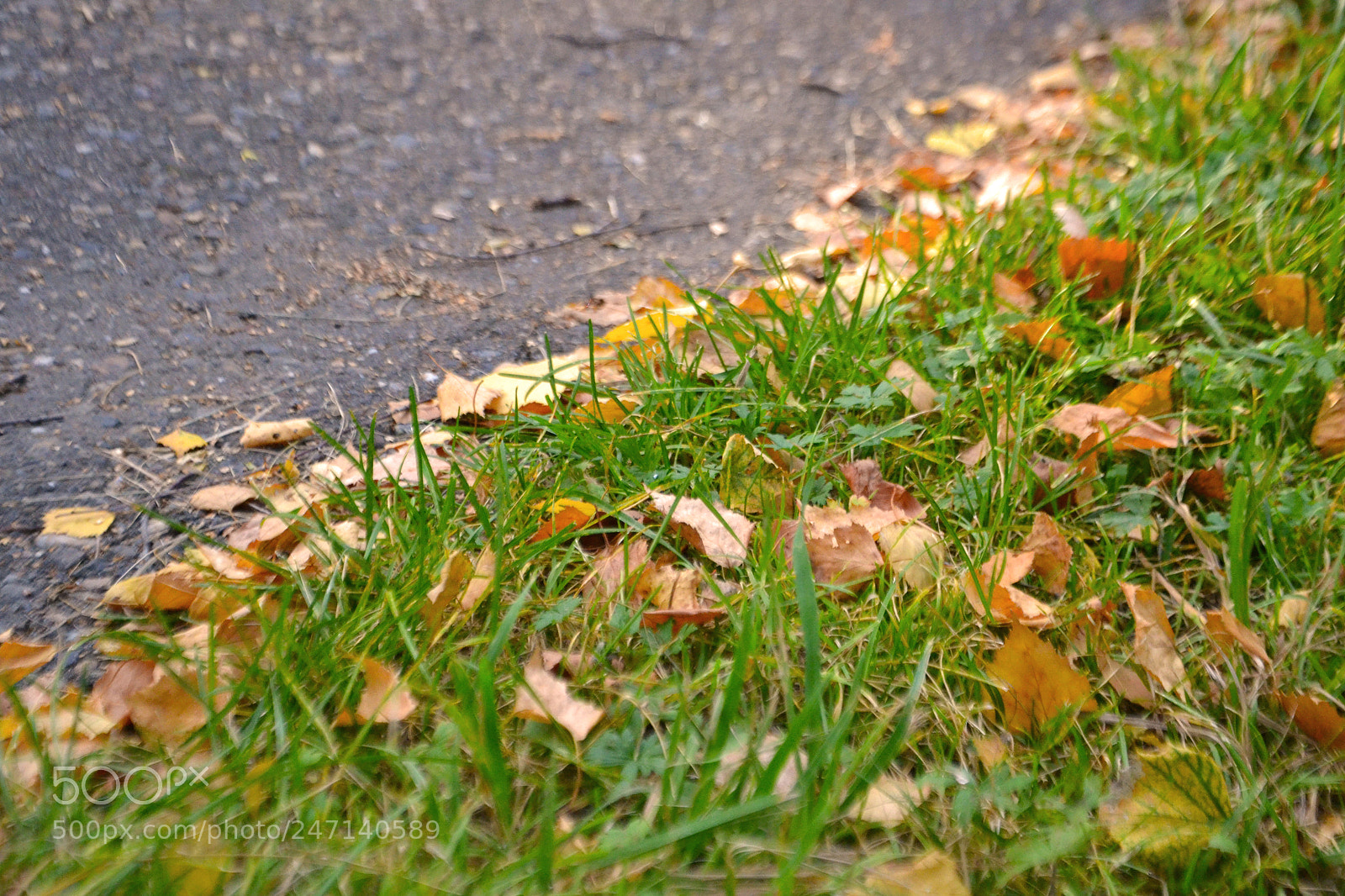 Nikon D3100 sample photo. Autumn photography