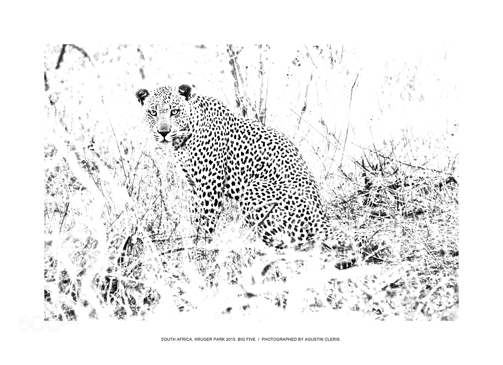 Canon EOS 600D (Rebel EOS T3i / EOS Kiss X5) sample photo. Leopard, kruger park " confusiones" photography