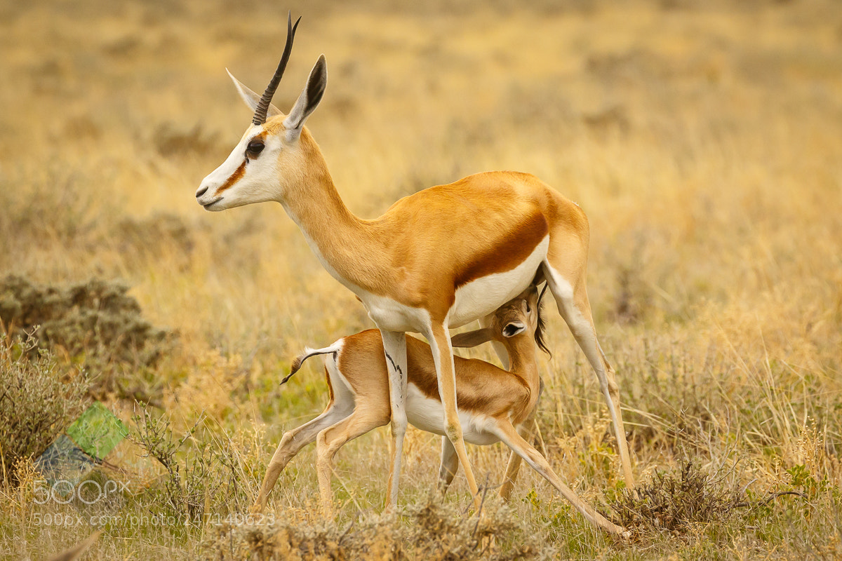 Canon EOS 7D Mark II sample photo. Springboks photography