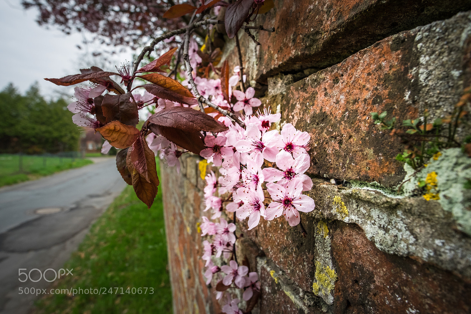 Fujifilm X-T1 sample photo. Zwerg blutpflaume (prunus cistena) photography