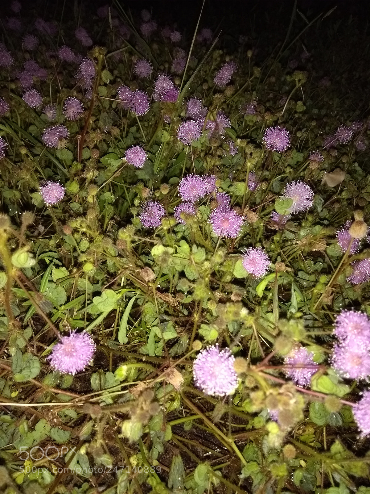 Motorola Moto G (5th Gen) sample photo. Untitled photography