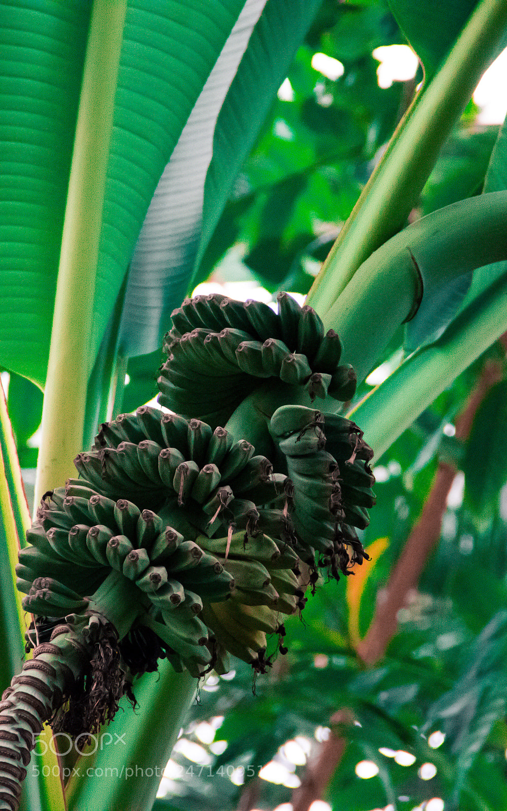 Canon EOS 60D sample photo. Bananas in winter photography