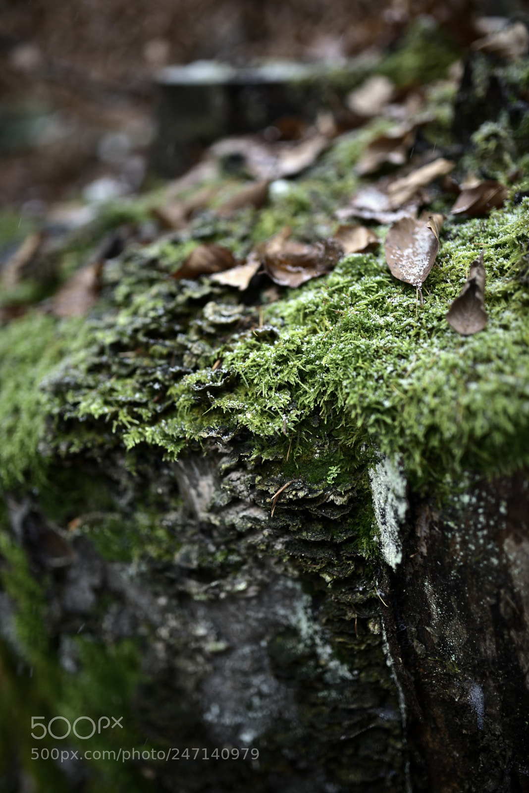 Nikon D750 + Sigma 35mm F1.4 DG HSM Art sample photo. Dsc photography