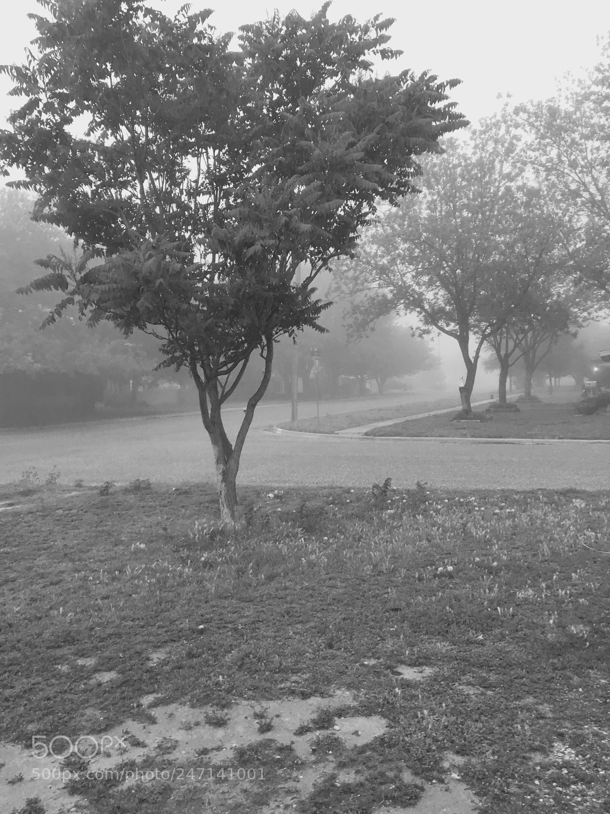 Apple iPhone 6s sample photo. Foggy day photography
