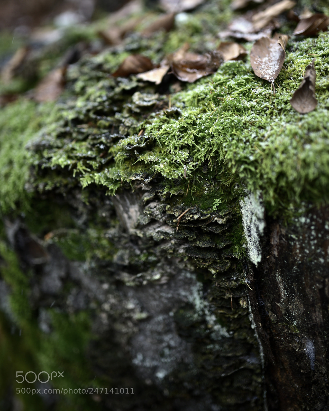 Nikon D750 + Sigma 35mm F1.4 DG HSM Art sample photo. Dsc photography