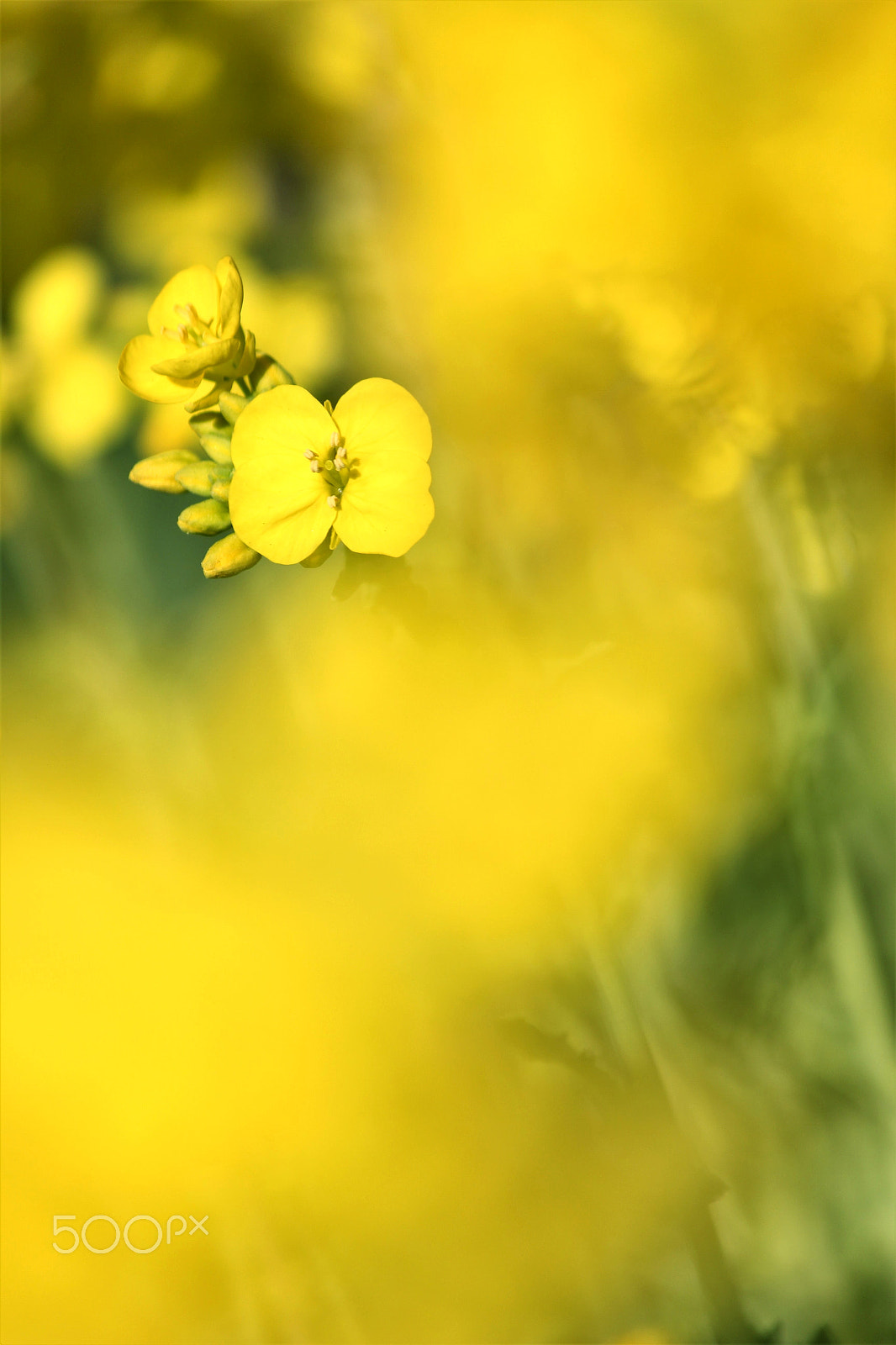 Canon EF-S 55-250mm F4-5.6 IS II sample photo. Butterfly photography