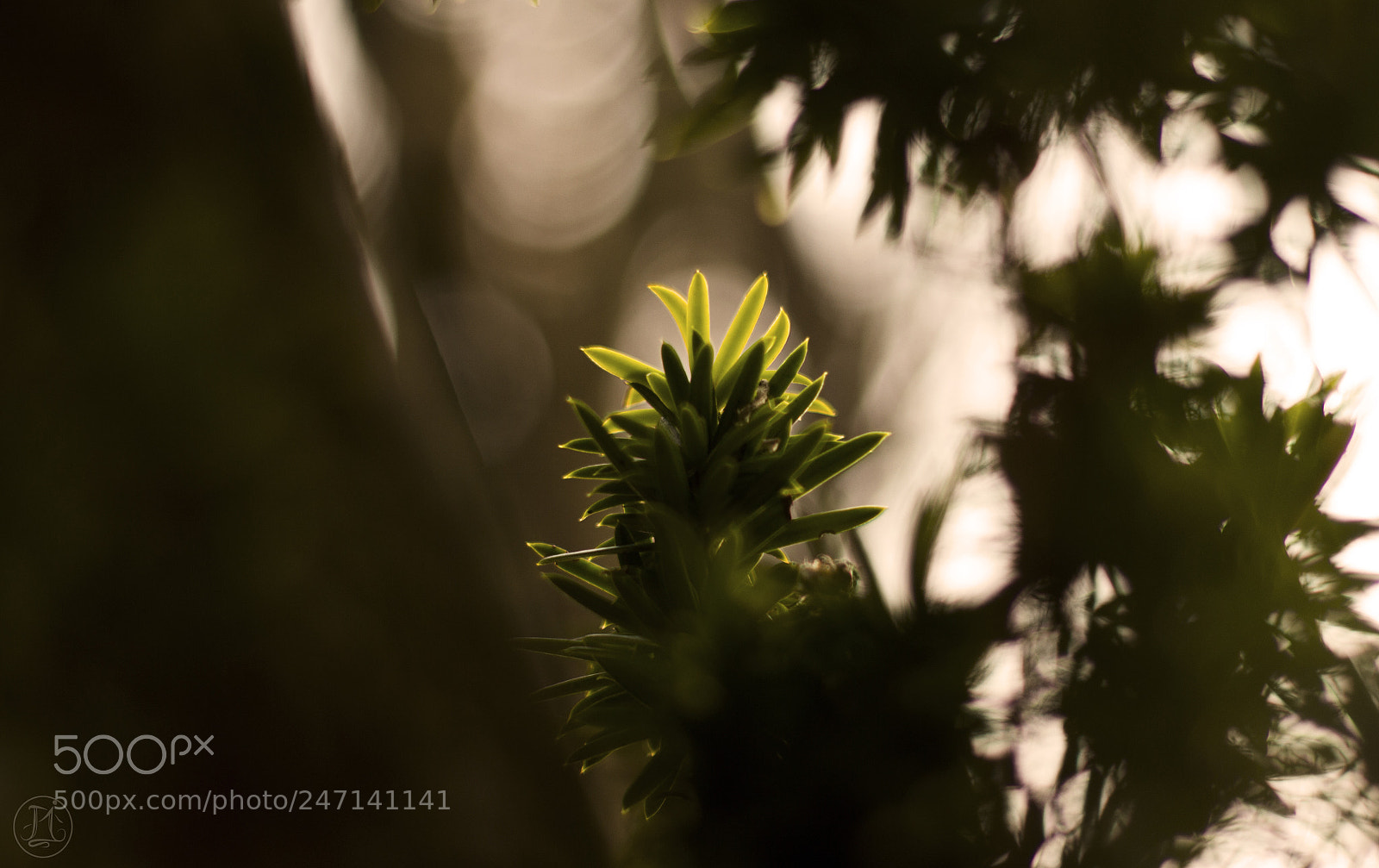 Canon EOS 700D (EOS Rebel T5i / EOS Kiss X7i) sample photo. Fantasy photography