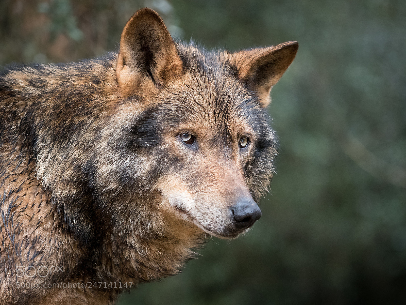 Olympus PEN E-PL7 sample photo. Iberian wolf portrait canis photography