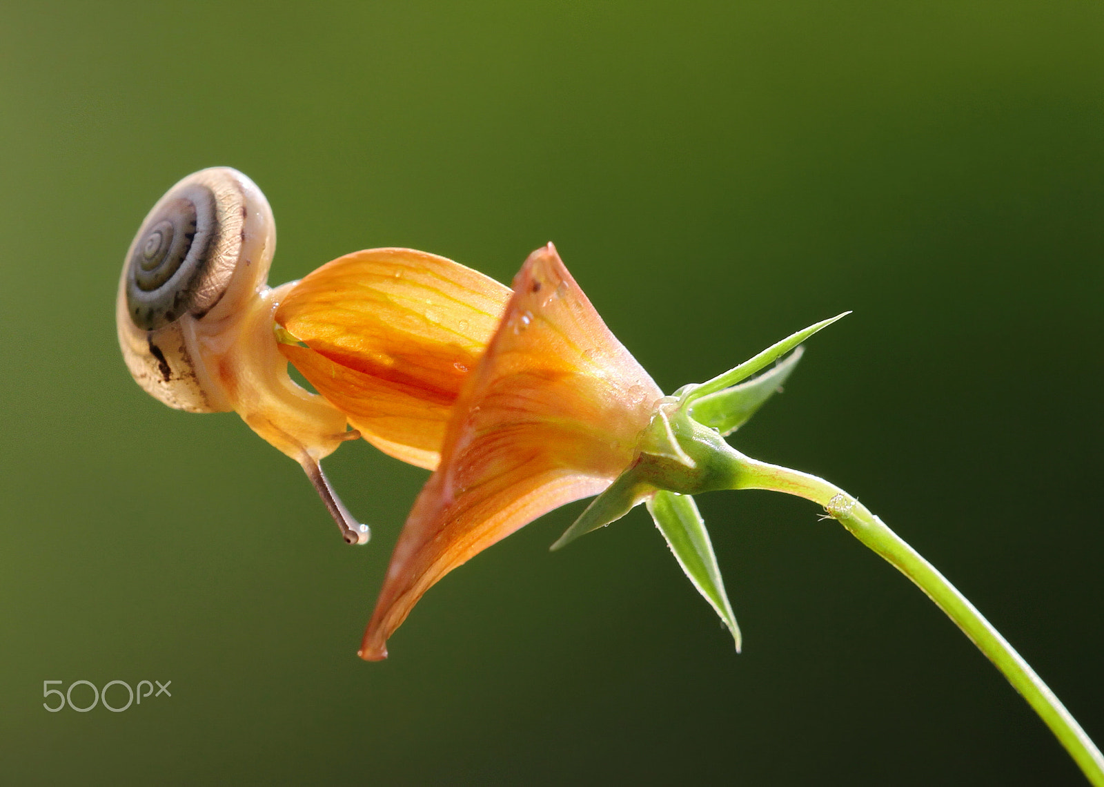 Sigma APO Macro 150mm f/2.8 EX DG HSM sample photo. Kiss photography