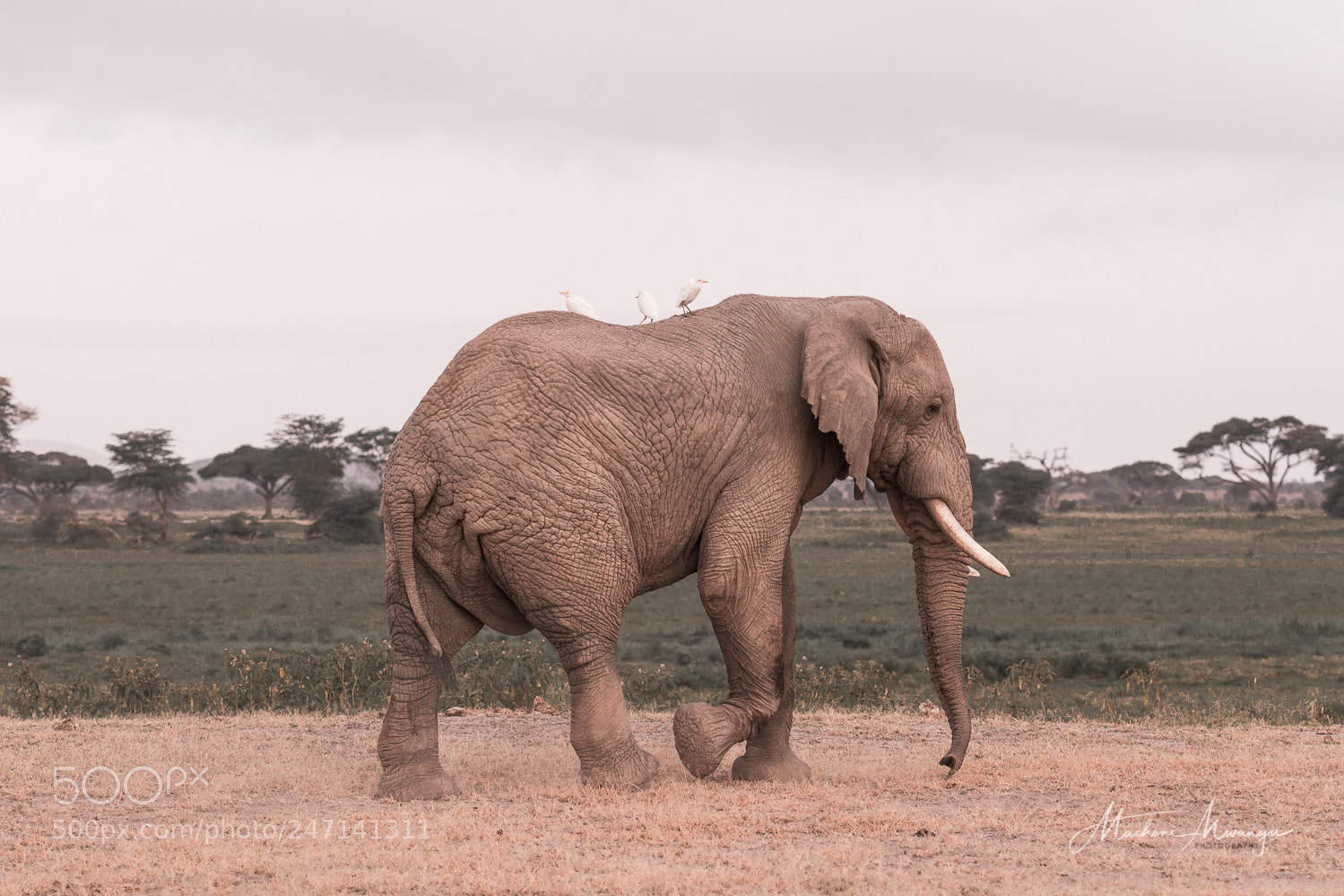 Canon EOS 7D sample photo. Elephant in the amboseli photography