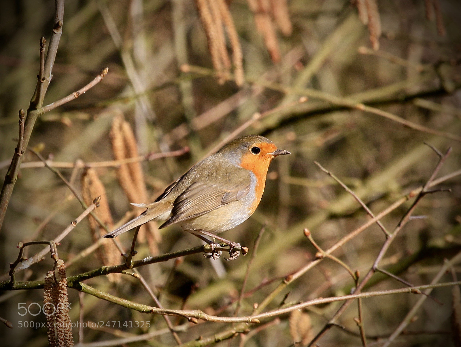 Canon EOS 7D Mark II sample photo. Robin/ rotkehlchen photography