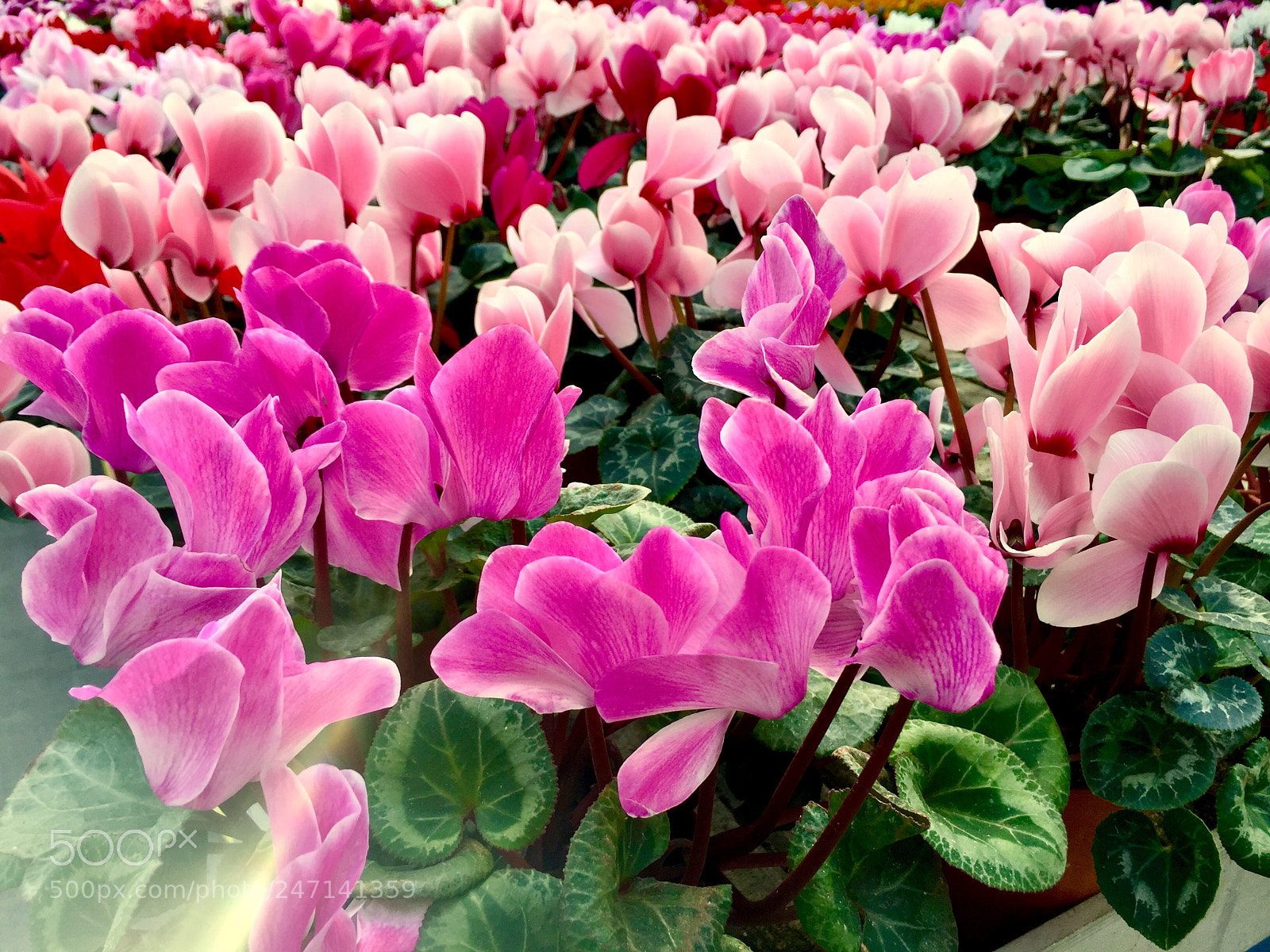 Apple iPhone 6 sample photo. Untitled photography