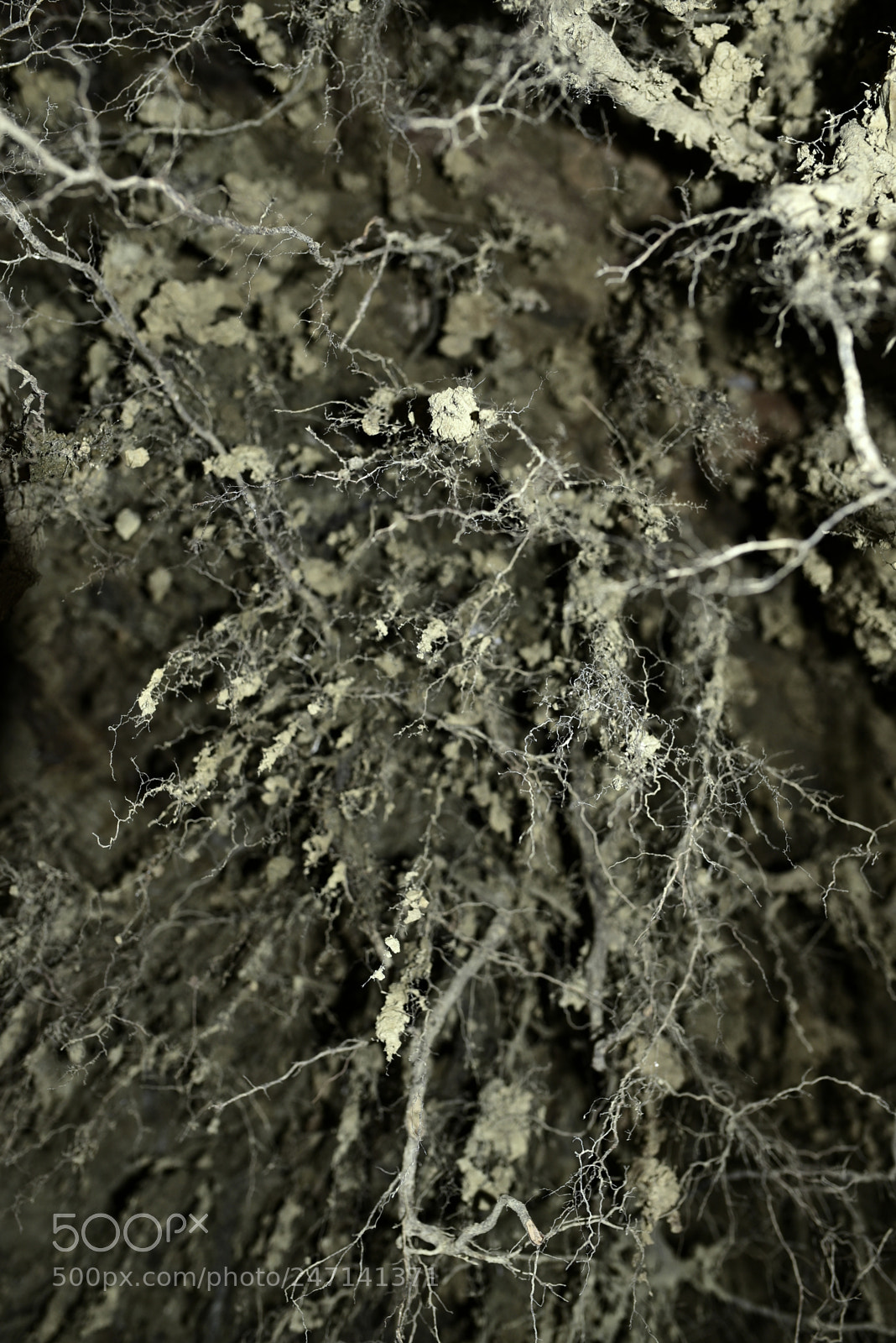 Nikon D750 + Sigma 35mm F1.4 DG HSM Art sample photo. Dsc photography