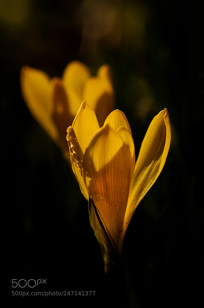 Pentax K20D sample photo. Yellow photography