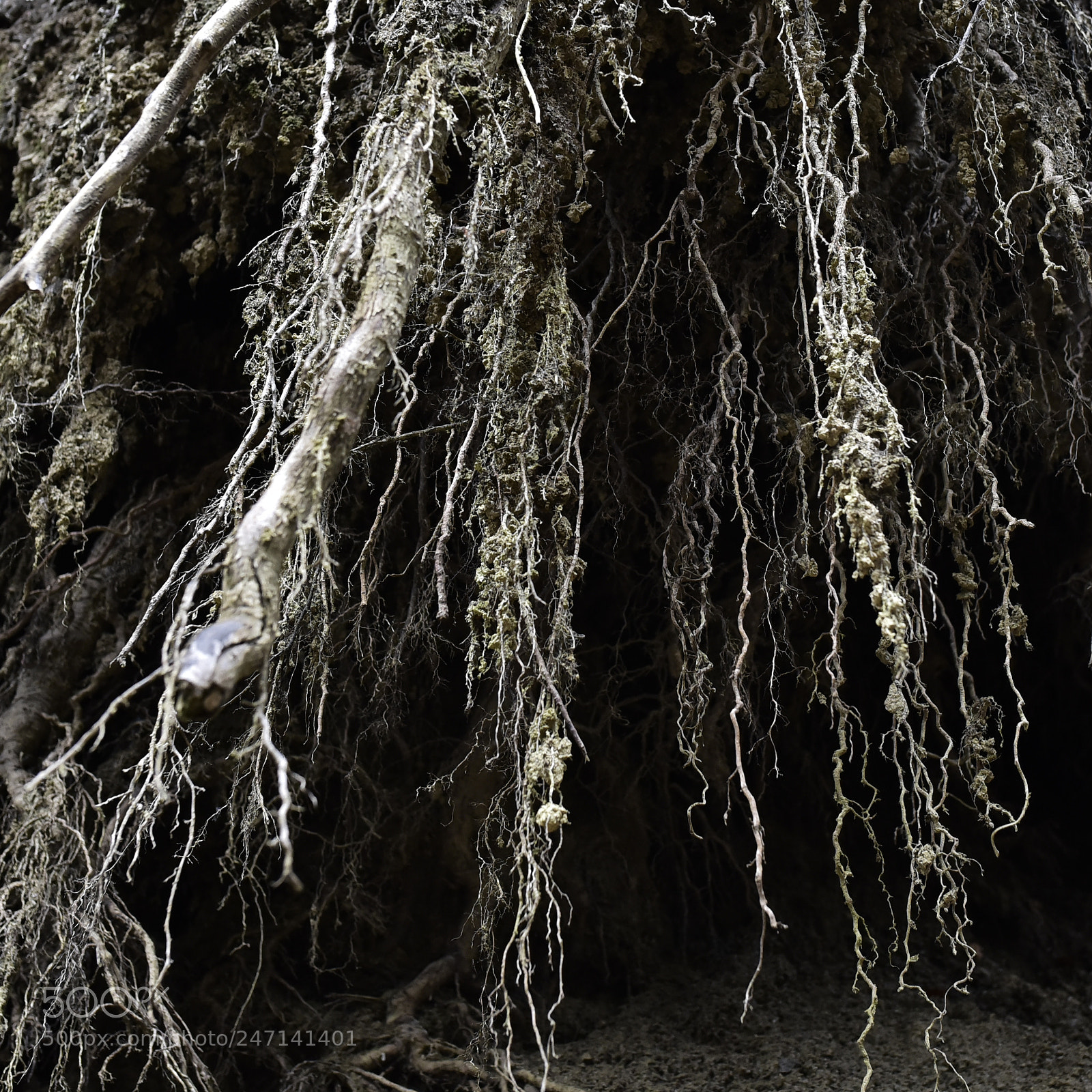 Nikon D750 + Sigma 35mm F1.4 DG HSM Art sample photo. Dsc photography