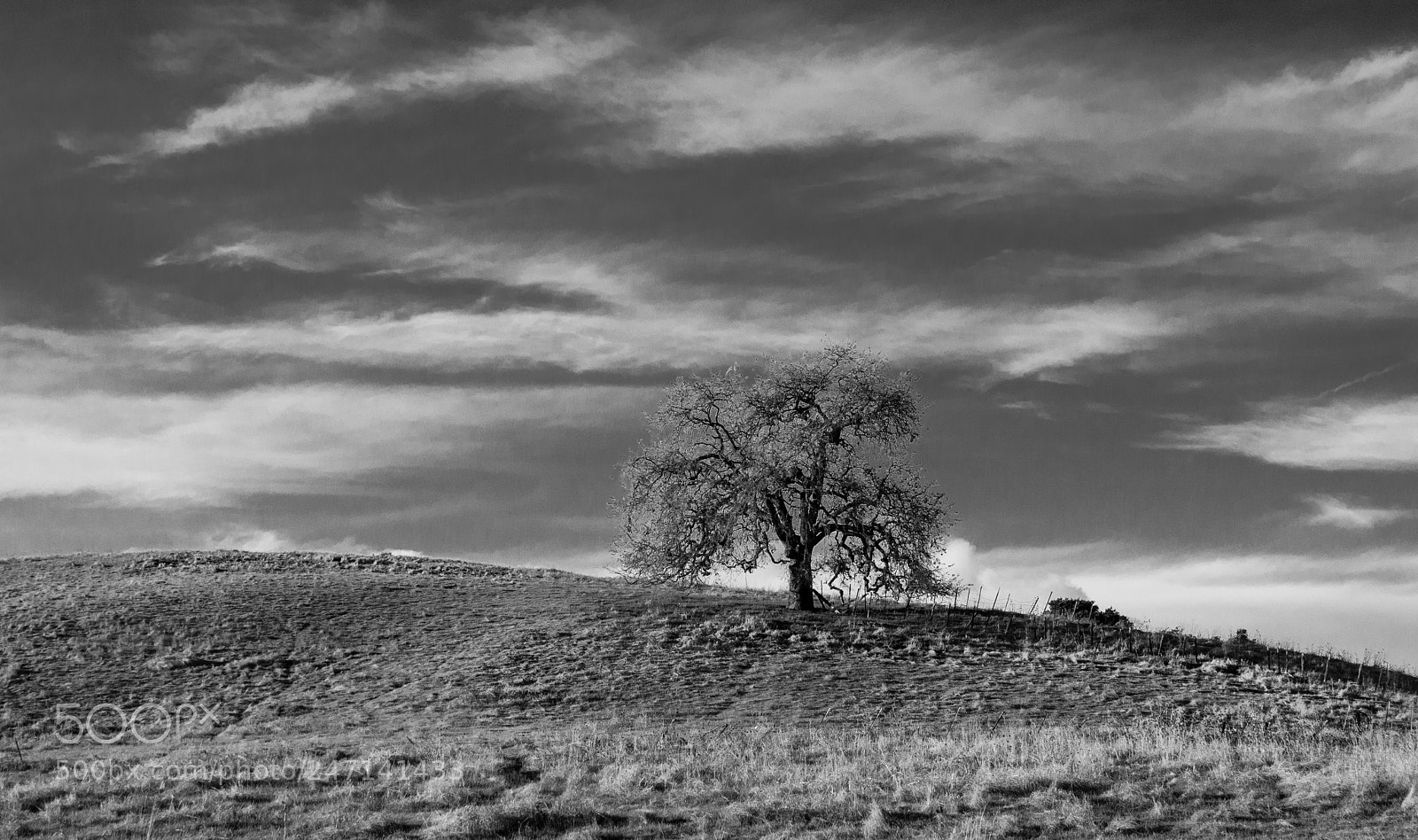 Olympus OM-D E-M10 sample photo. Oak in bw photography