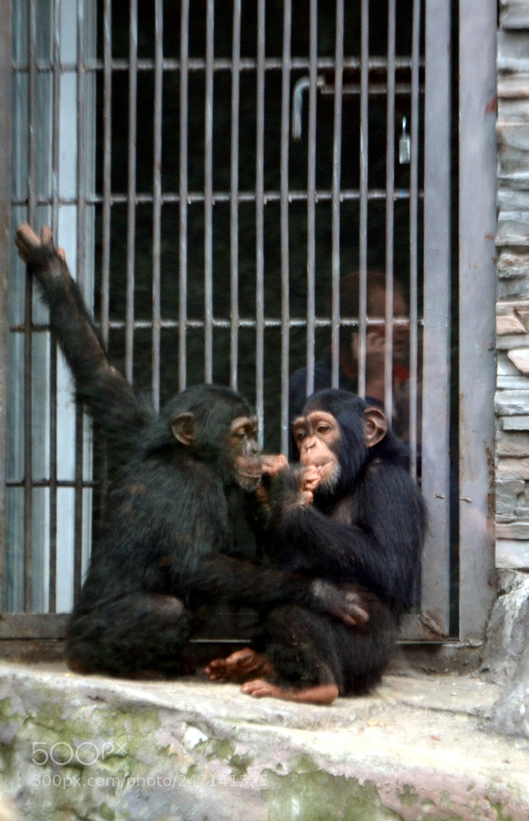 Nikon D3100 sample photo. Chimpanzees, novosibirsk zoo photography
