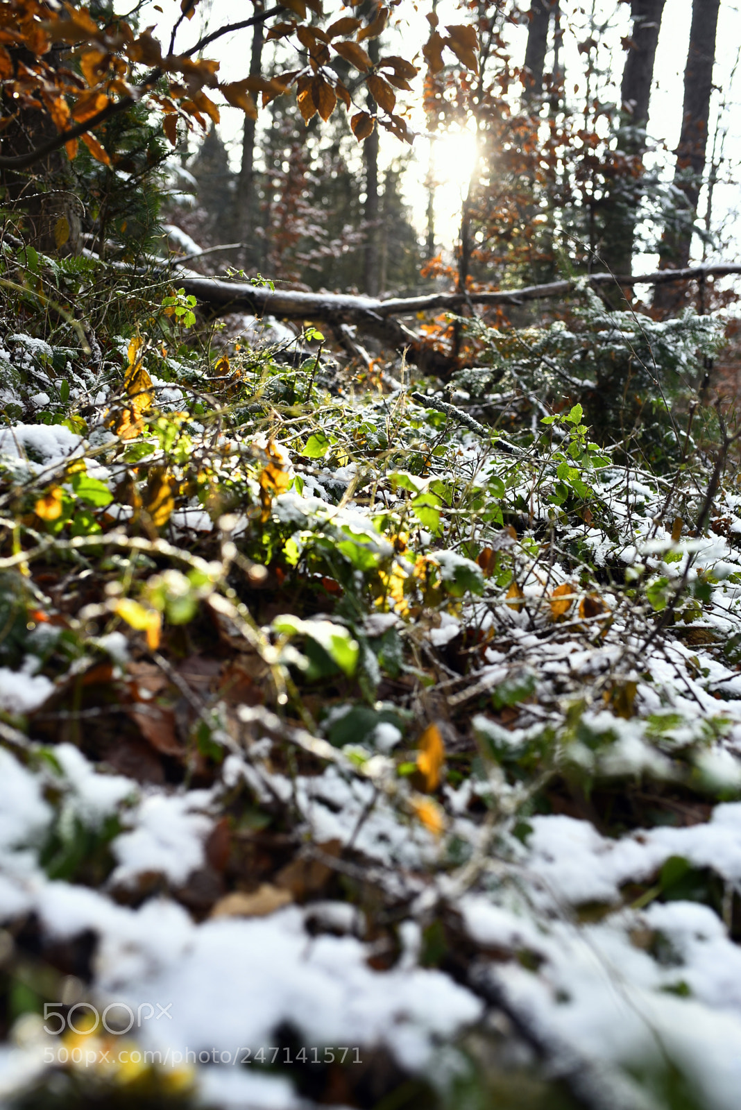 Nikon D750 + Sigma 35mm F1.4 DG HSM Art sample photo. Dsc photography