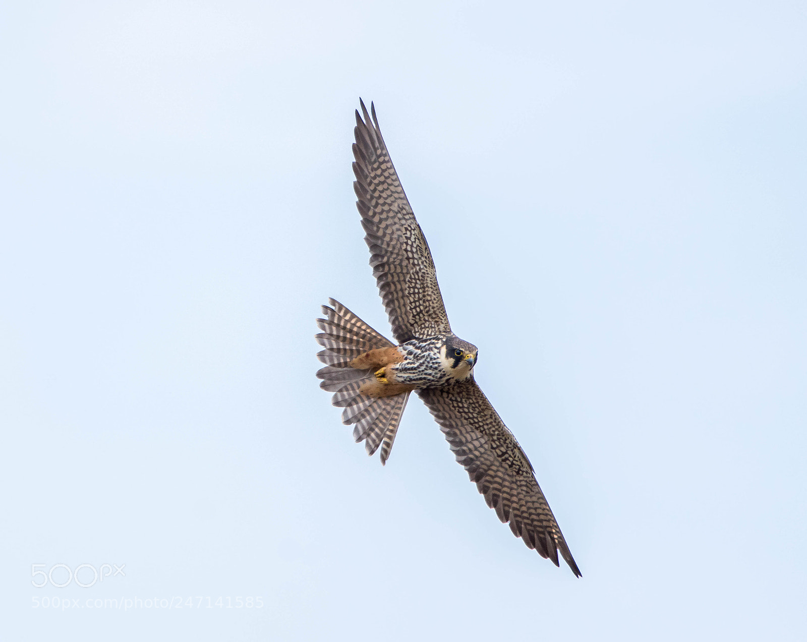 Sony ILCA-77M2 sample photo. Flug des baumfalken photography