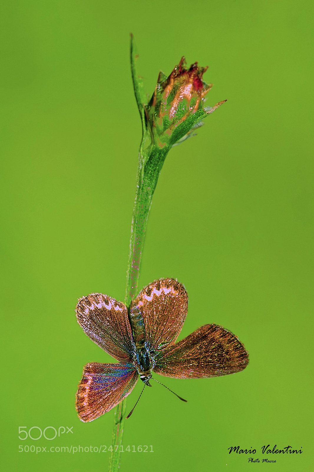 Nikon D700 sample photo. Plebejus argyrognomon.italy. photography
