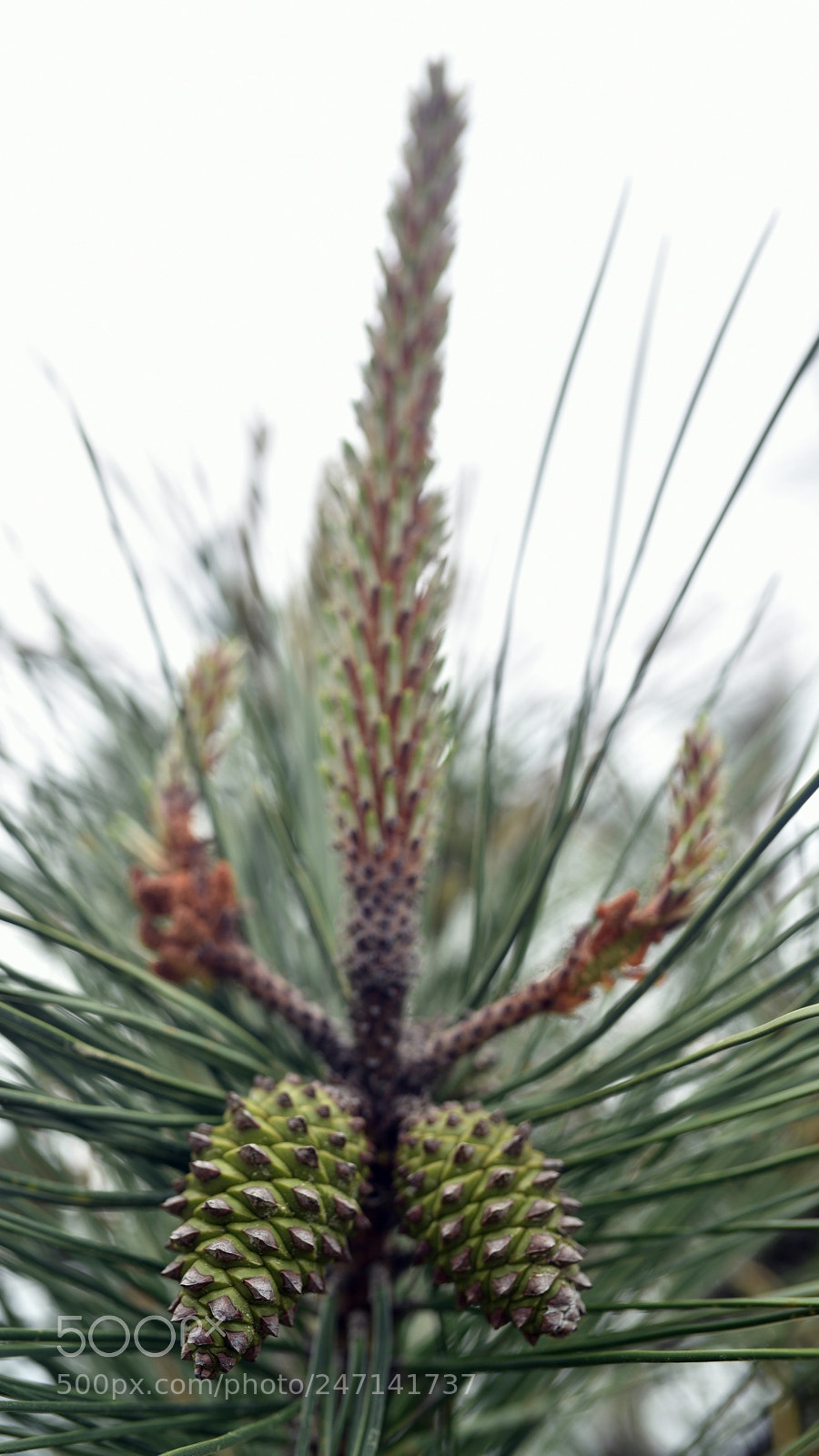 Nikon D750 + Sigma 35mm F1.4 DG HSM Art sample photo. Dsc photography