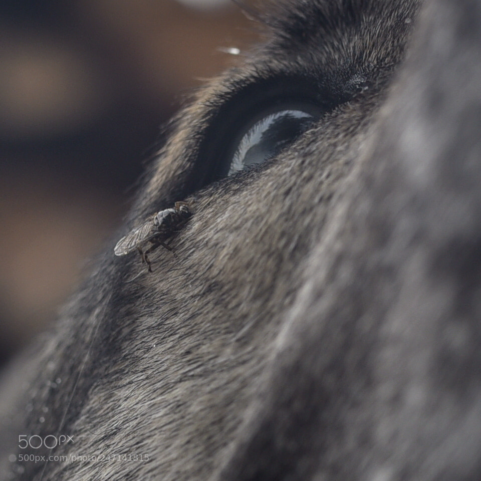 Sigma 35mm F1.4 DG HSM Art sample photo. Dsc photography
