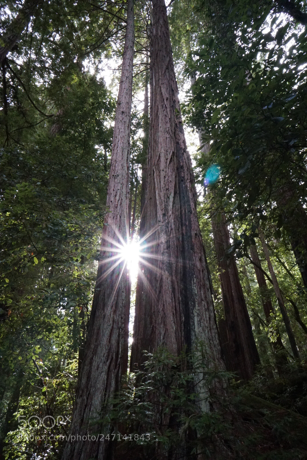 Sony a6300 sample photo. Big basin redwood state photography