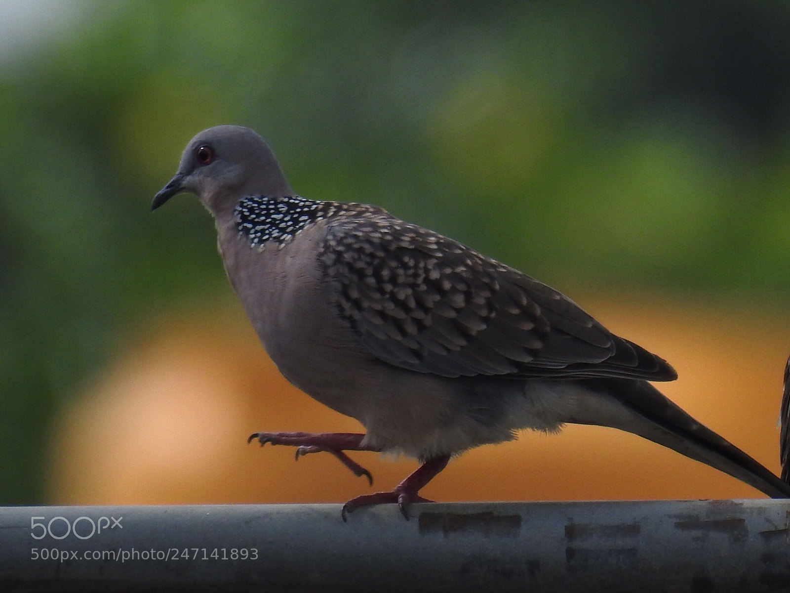 Nikon Coolpix P900 sample photo. A dove bird photography