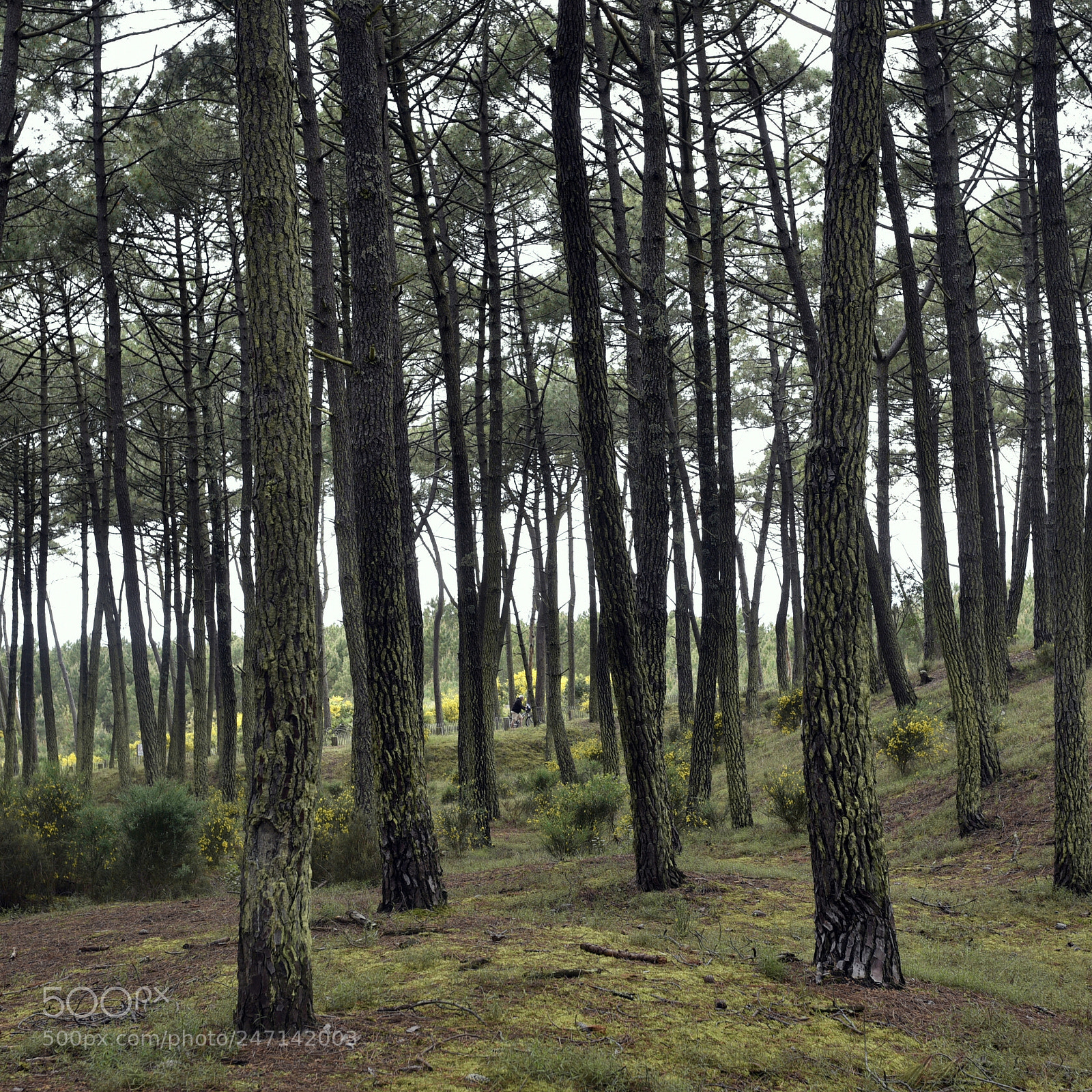 Sigma 35mm F1.4 DG HSM Art sample photo. Dsc photography