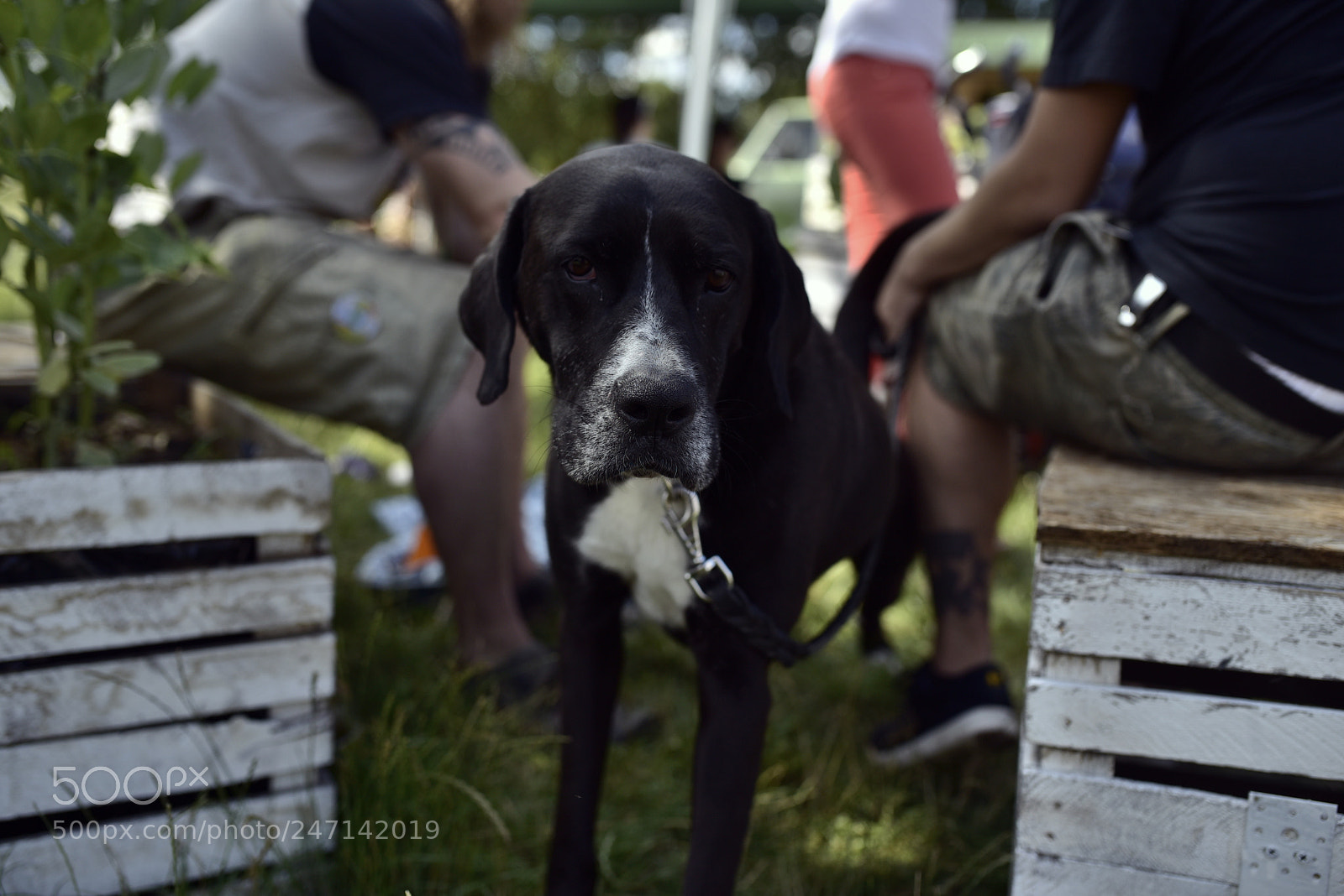 Sigma 35mm F1.4 DG HSM Art sample photo. Dsc photography