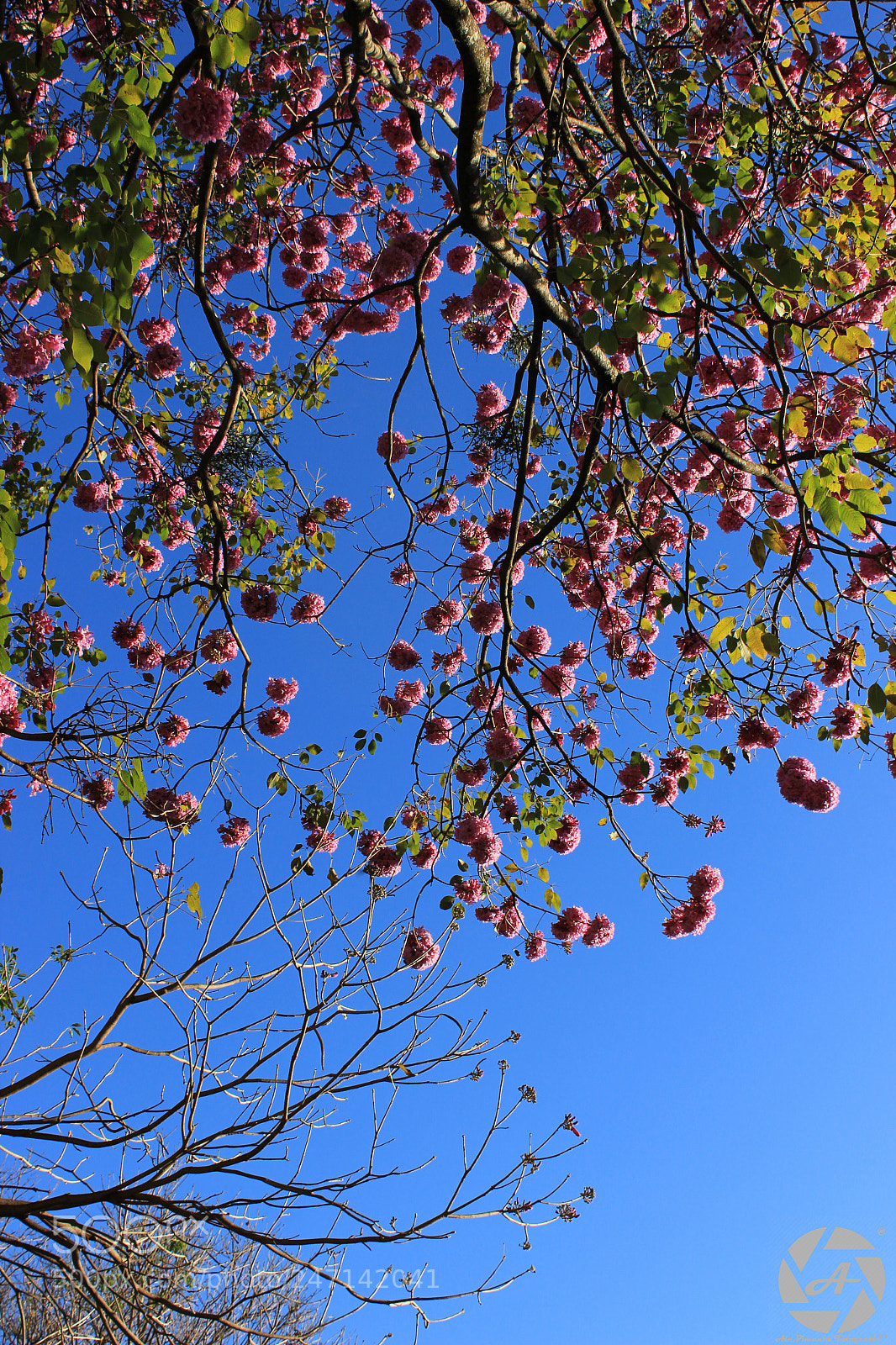 Canon EOS 600D (Rebel EOS T3i / EOS Kiss X5) sample photo. Ipê tree photography
