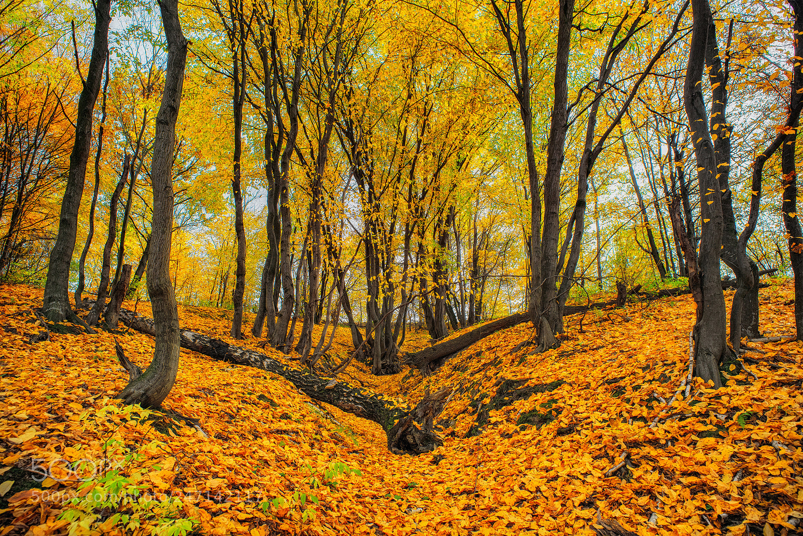 Nikon D800E sample photo. Golden autumn photography