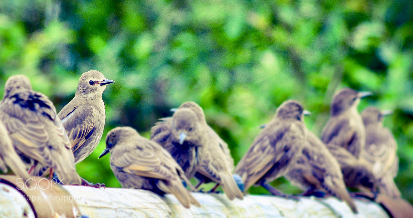 Nikon D5200 sample photo. Standing out from the photography