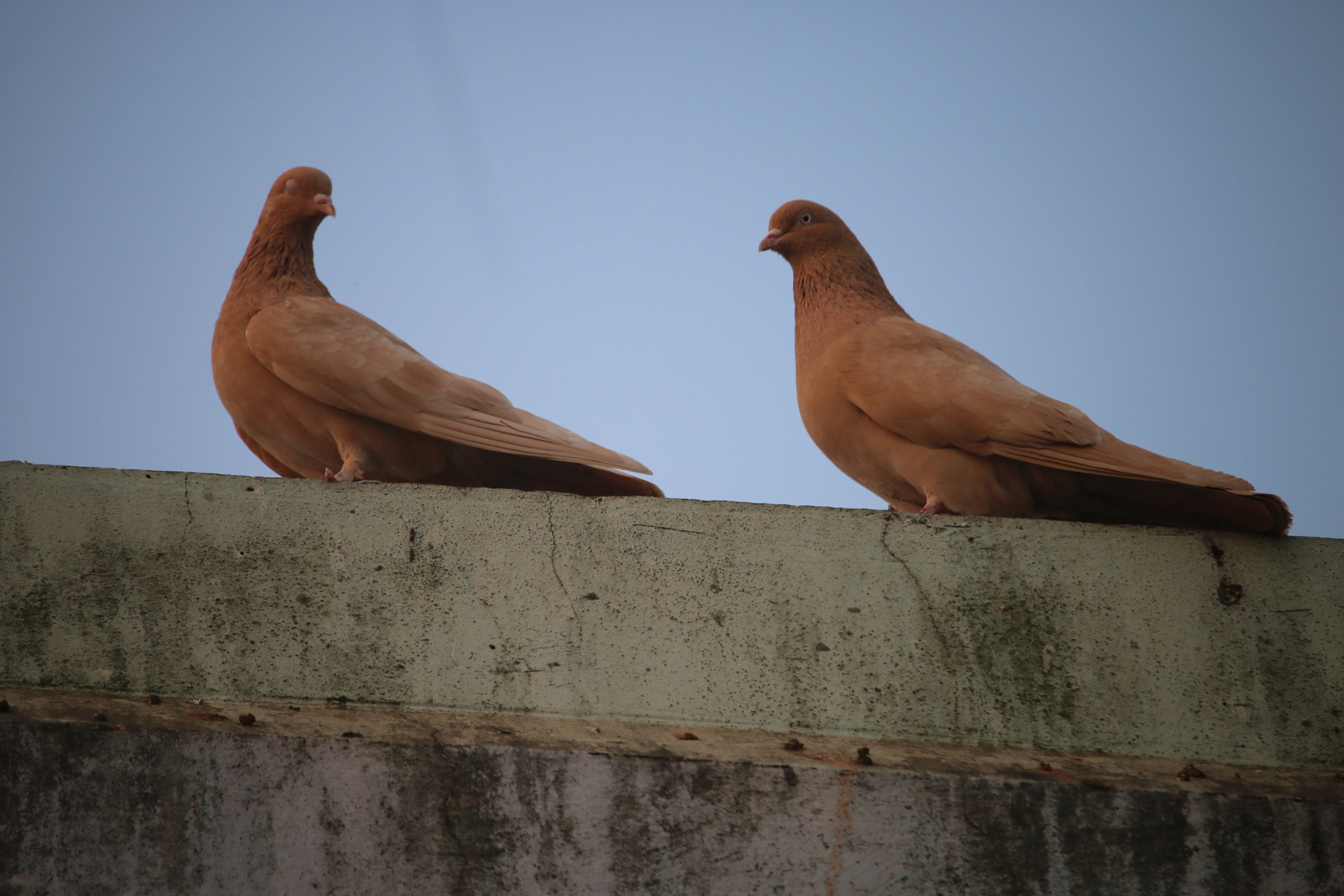 Canon EOS 70D sample photo. Pigeons photography