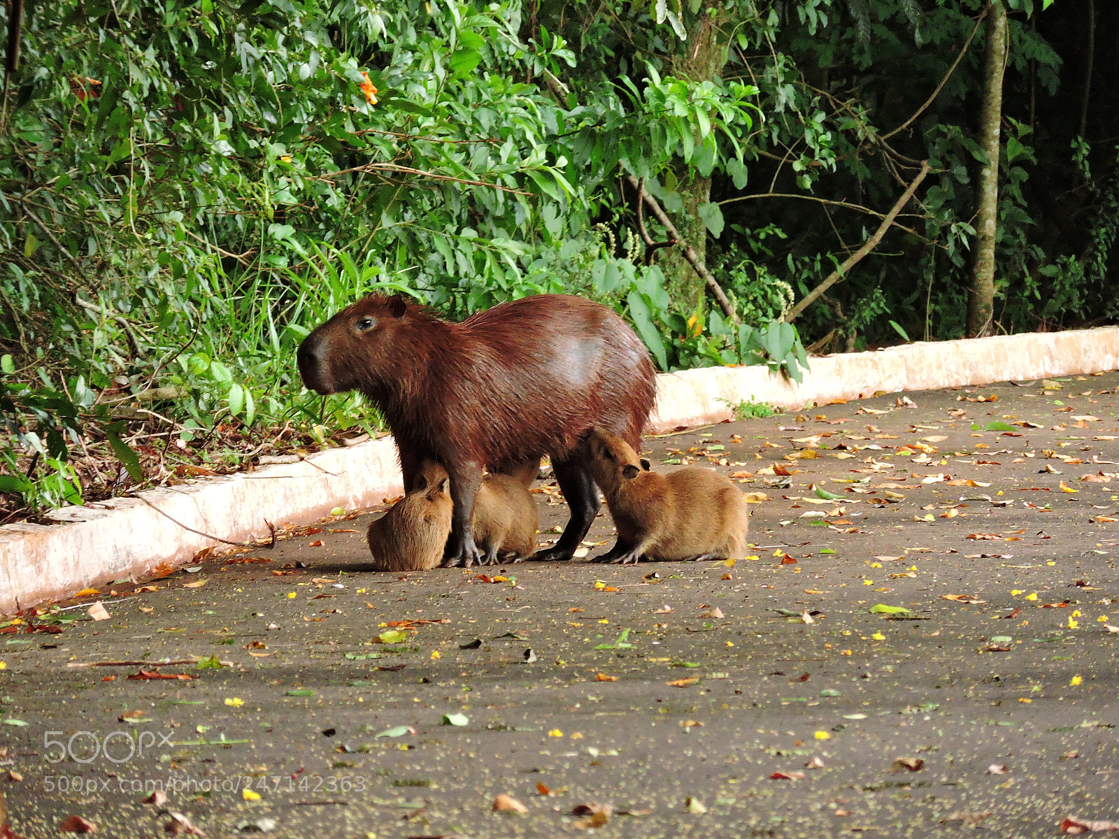 Nikon Coolpix P530 sample photo. Capybara and the puppies photography