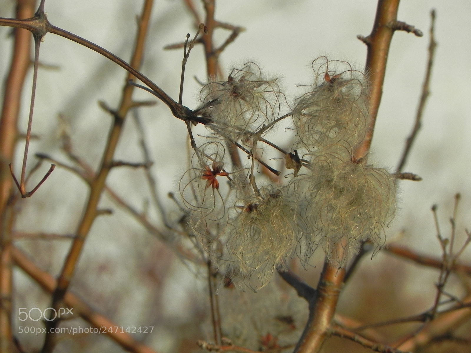 Nikon Coolpix P100 sample photo. Wooly photography