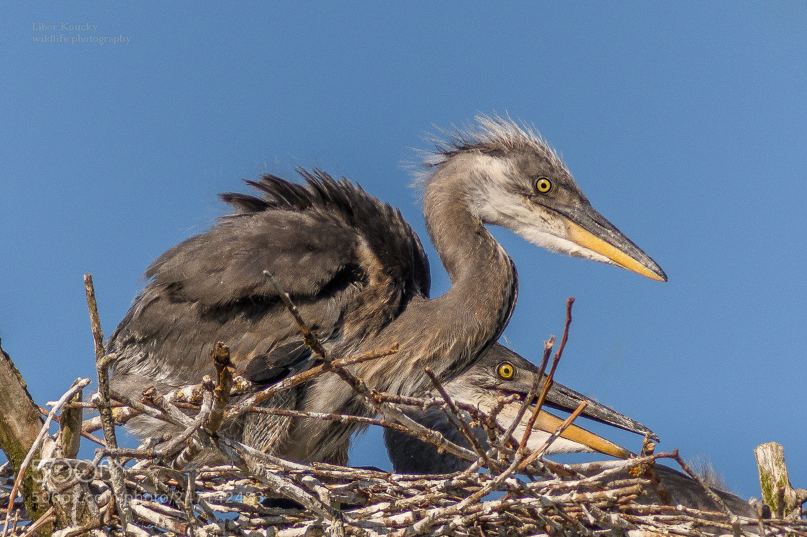 Nikon D500 sample photo. Young grey heron photography