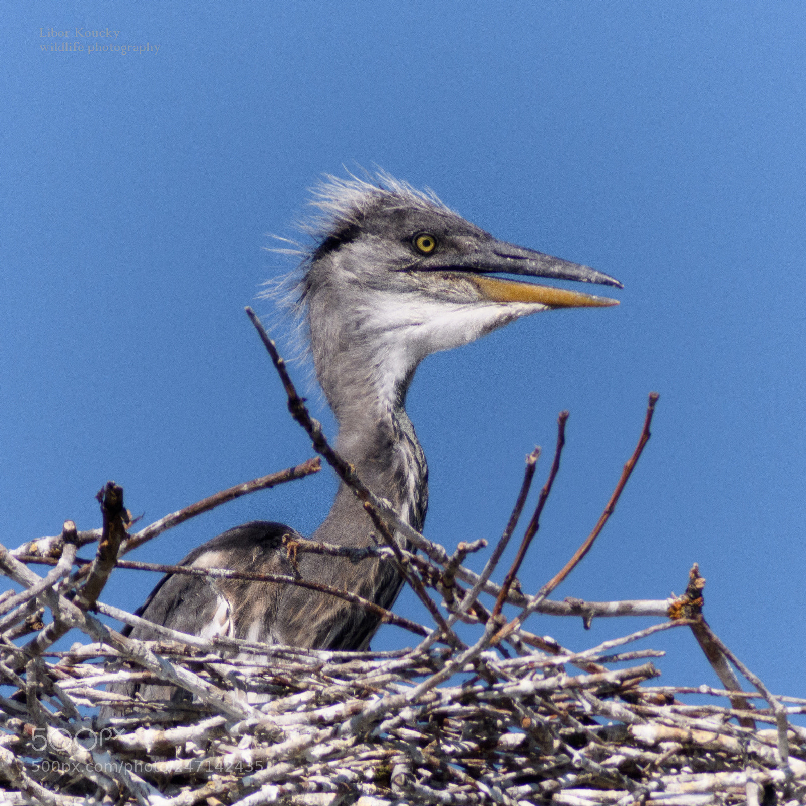 Nikon D500 sample photo. Young grey heron photography