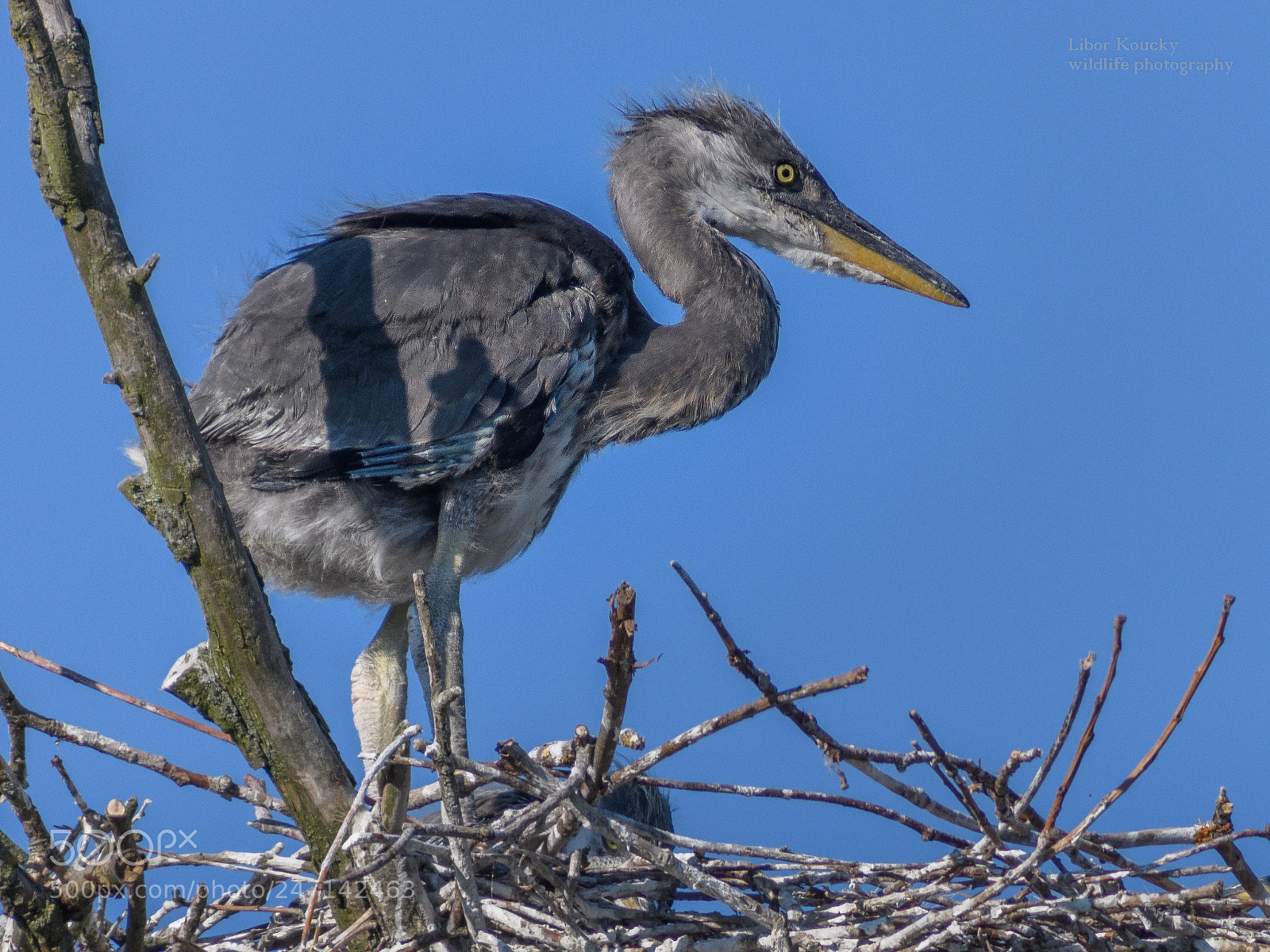 Nikon D500 sample photo. Young grey heron photography