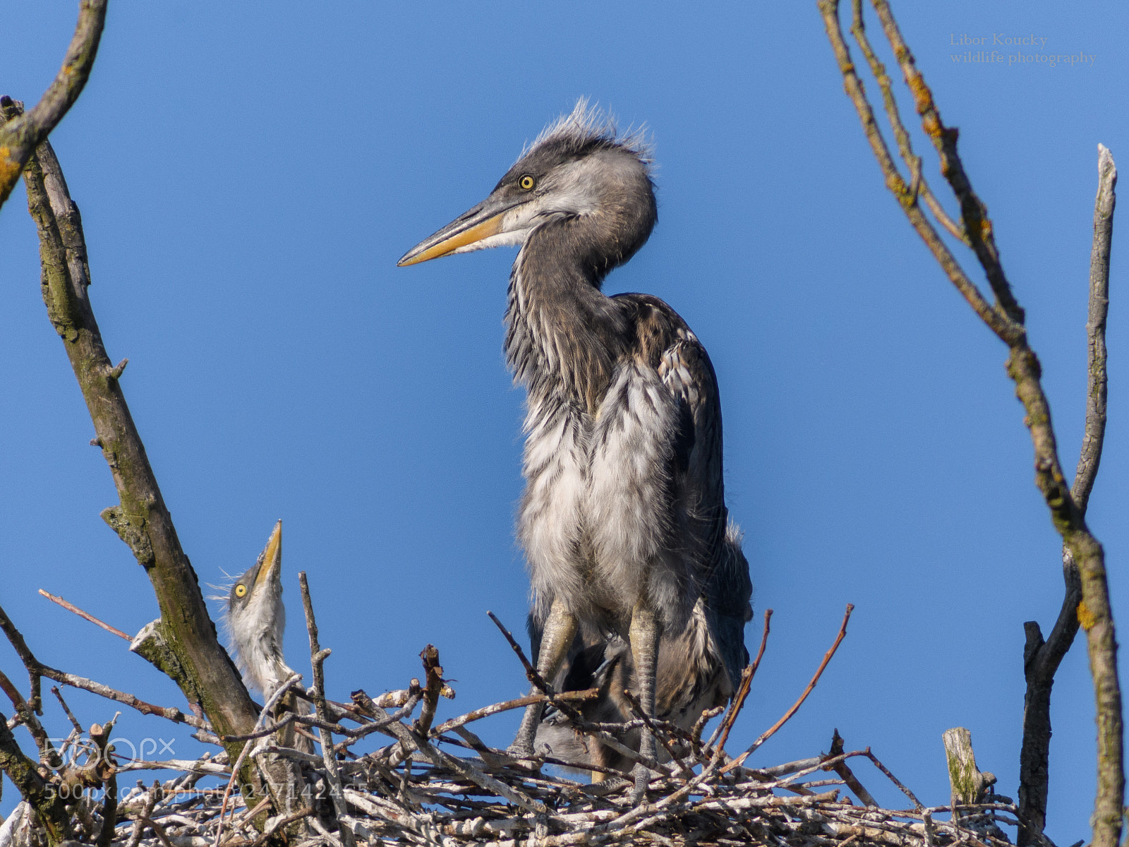 Nikon D500 sample photo. Young grey heron photography