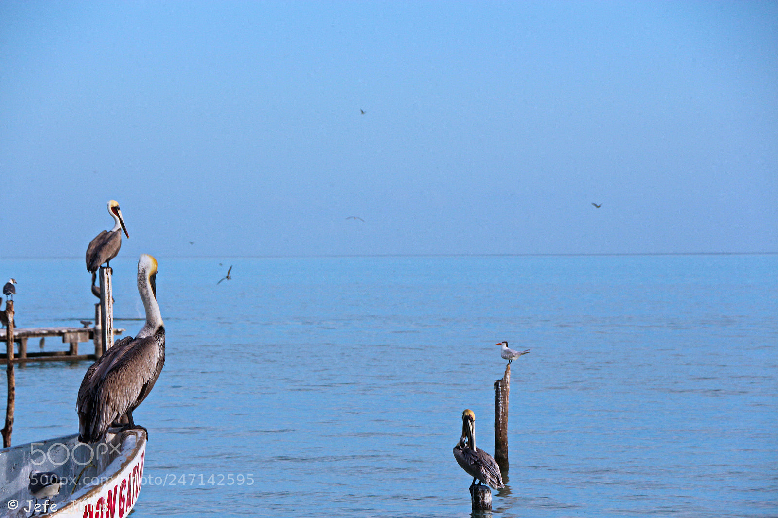Canon EOS 650D (EOS Rebel T4i / EOS Kiss X6i) sample photo. Pelicans photography