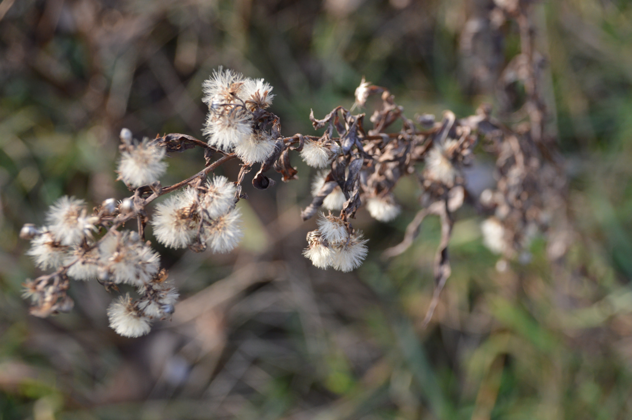 Sigma 18-250mm F3.5-6.3 DC Macro OS HSM sample photo. Tufts photography