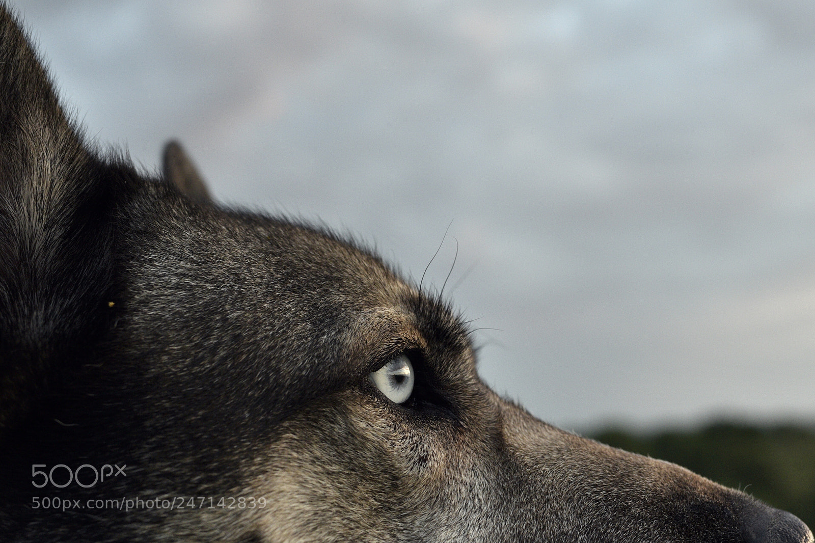 Sigma 35mm F1.4 DG HSM Art sample photo. Dsc photography