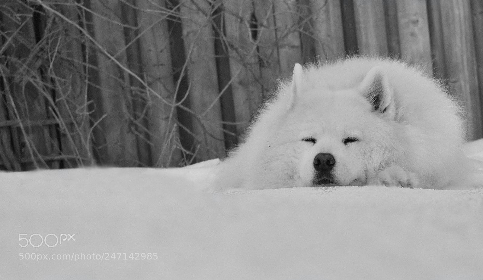 Nikon D3400 sample photo. Grey day photography